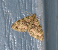 Hammaptera parinotata