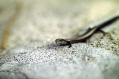 Ablepharus kitaibelii