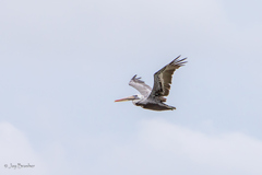 Pelecanus occidentalis occidentalis