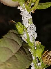 Phenacoccus solenopsis