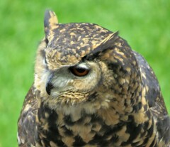 Bubo capensis