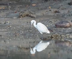 Egretta garzetta dimorpha