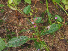 Tadehagi triquetrum