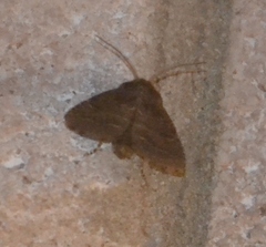 Protorthodes