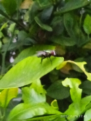 Chrysomya rufifacies