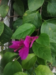 Bougainvillea
