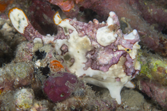 Antennarius maculatus