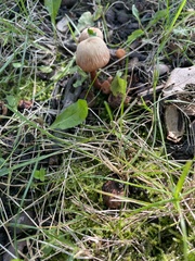 Conocybe tenera