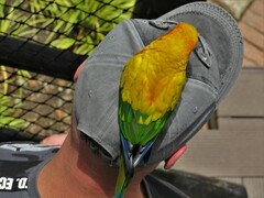 Aratinga solstitialis