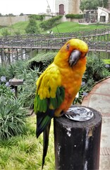 Aratinga solstitialis