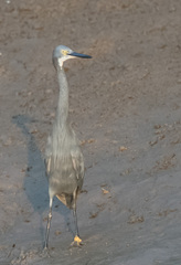 Egretta garzetta dimorpha