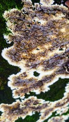 Punctularia atropurpurascens