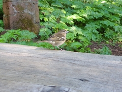 Fringilla coelebs canariensis