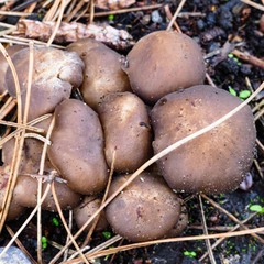 Lycoperdon nigrescens