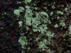 Lepraria finkii
