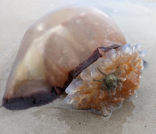 Cannonball Jelly photographed in North Carolina