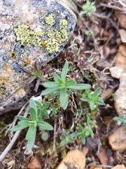 Arenaria montana