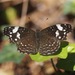 Mariposa Lunita de Montaña de Chiapas - Photo (c) shirdipam, algunos derechos reservados (CC BY-NC), subido por shirdipam