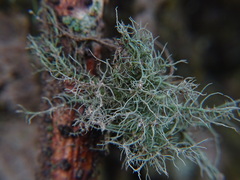 Usnea dasopoga