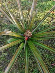 Ananas comosus