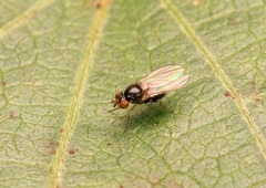 Milichiidae