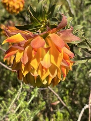 Liparia splendens splendens