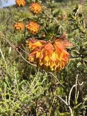 Liparia splendens splendens