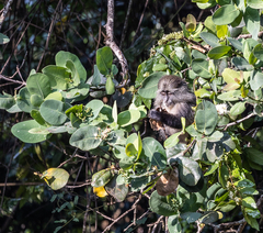 Cercopithecus mitis erythrarchus