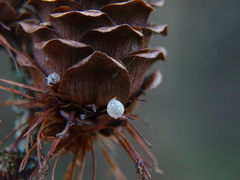Larix decidua