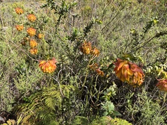 Liparia splendens splendens