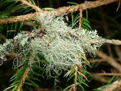 Usnea dasopoga