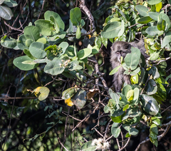 Cercopithecus mitis erythrarchus