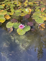 Nymphaea