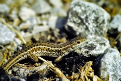 Ophisops elegans macrodactylus