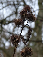 Arctium nemorosum
