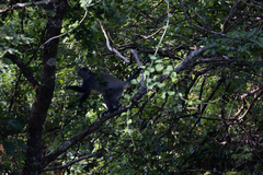 Cercopithecus mitis erythrarchus