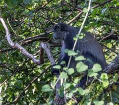 Cercopithecus mitis erythrarchus