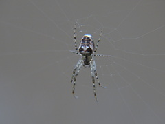 Metellina segmentata