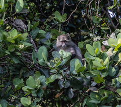 Cercopithecus mitis erythrarchus