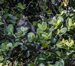 Cercopithecus mitis erythrarchus