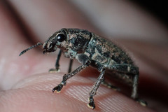 Entiminae
