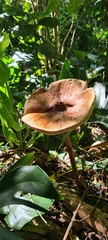 Macrolepiota colombiana