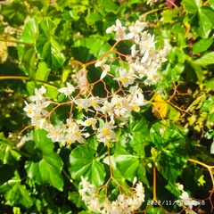 Begonia semperflorens-cultorum