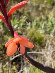 Watsonia tabularis
