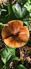 Macrolepiota colombiana