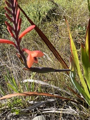 Watsonia tabularis