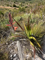 Watsonia tabularis