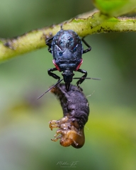 Alcaeorrhynchus grandis