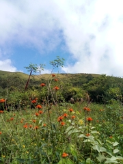 Leonotis nepetifolia