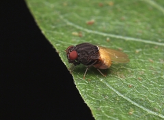 Minettia longipennis